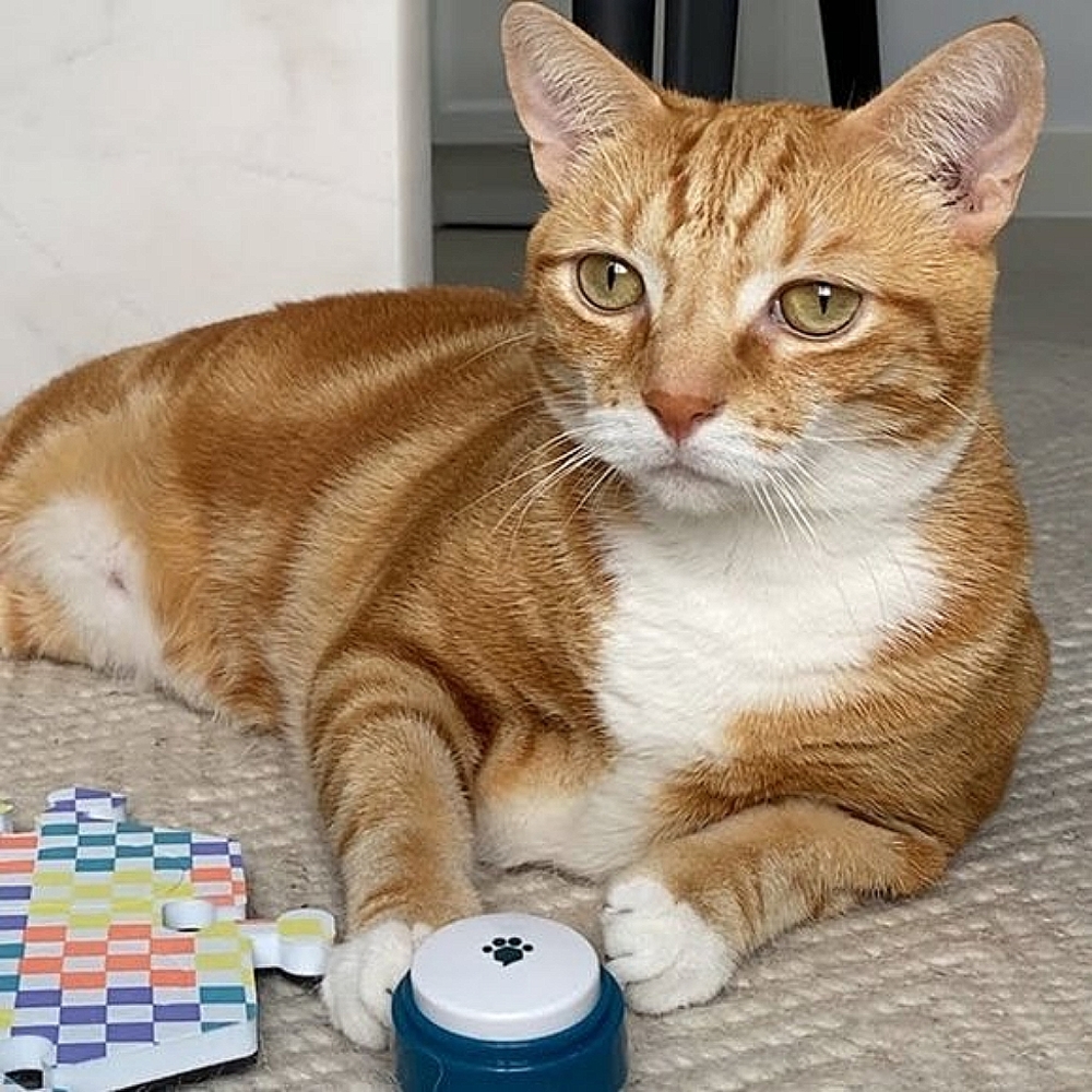 Fluent Pet Button (Great Gift for Pet Owners!) - Picture 6 of 13